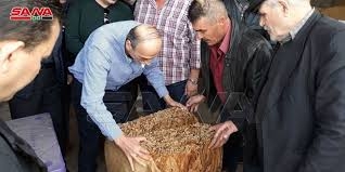 بدء استلام محصول التبغ من المزارعين في ريف حمص وتوقعات بإنتاج 300 طن  