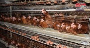دواجن حماة تبيع نحو 16 مليون بيضة بأكثر من 5.8 مليارات ليرة  