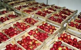 مجلس الوزراء يوافق على برنامج دعم تصدير التفاح للموسم الحالي