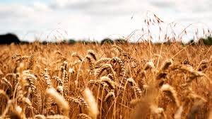 الزراعة توزع نحو11 ألف طن من القمح المعقم للمحافظات وتدعو الفلاحين لاستلام احتياجاتهم  