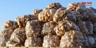 السورية للتجارة بحماة تستجر 55 طناً من محصول البطاطا من المزارعين لتخزينها