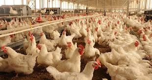 دواجن السويداء تحقق زيادة 19 بالمئة في تنفيذ خطة إنتاج البيض وتبيع بـ 7.5 مليار ليرة