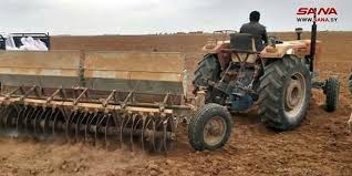 90 ألف هكتار الأراضي المزروعة بمحصول القمح في حماة 