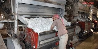 محلج العاصي في حماة يحلج 2800 طن ويورد 700 طن إلى شركات النسيج والزيوت