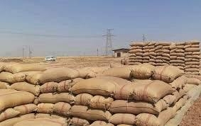 فرع المؤسسة العامة لإكثار البذار في حماة يبيع 17400 طن من بذار القمح