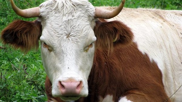 هولندا تسجل إصابة بجنون البقر في حالة نادرة