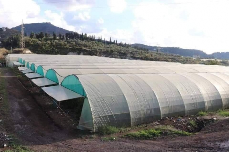 وزارة الزراعة: اعتماد الكشف الحسي لمنح وثيقة التأمين الزراعي على البيوت البلاستيكية (خضار)