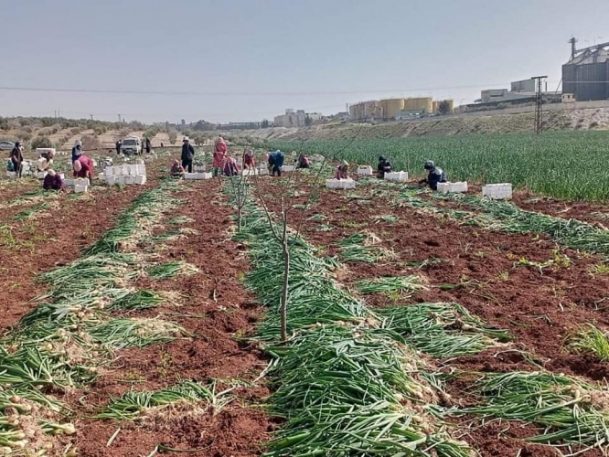 وزارة الزراعة توضح لماذا تم السماح بتصدير واستيراد كميات من البصل