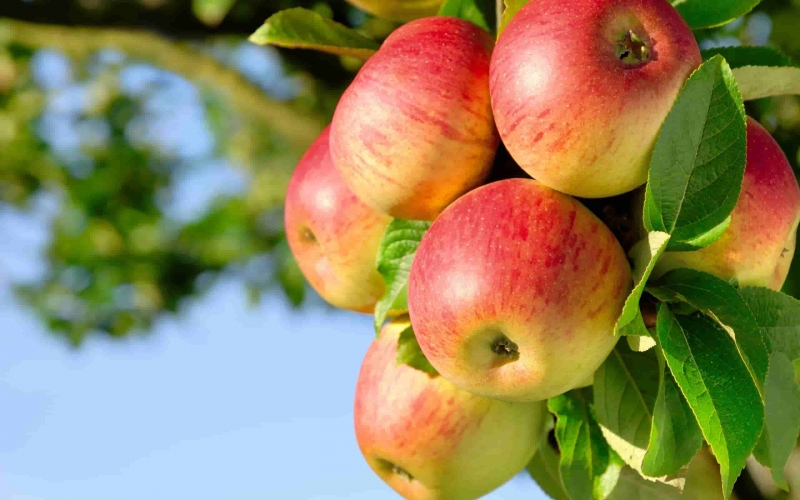 وزارة الزراعة تطلق برنامج الاعتمادية على محصول التفاح بريف دمشق