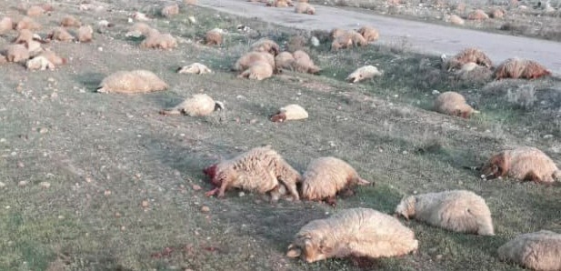 استشهاد 5 مواطنين برصاص إرهابيين بريف دير الزور الشرقي