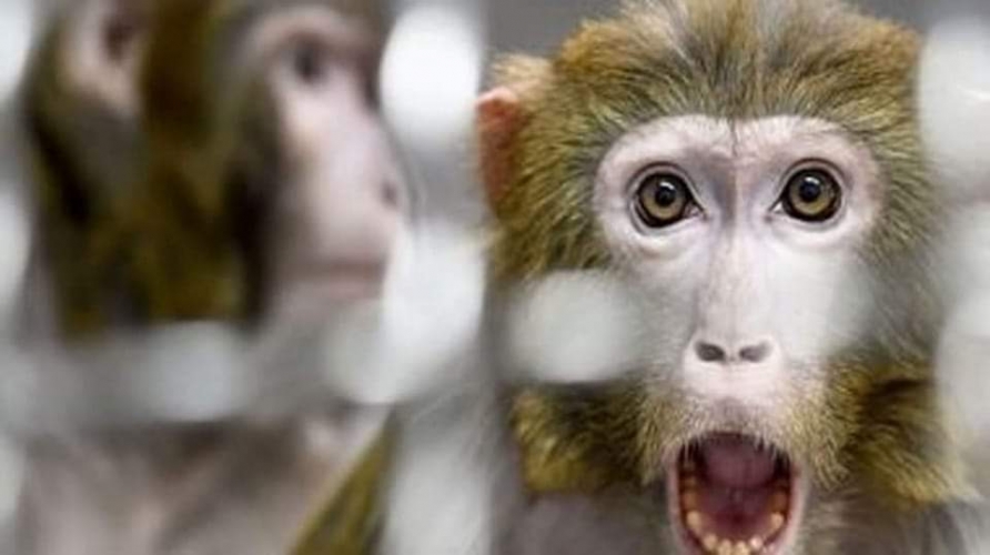 باكستان تعلن اكتشاف أول إصابة بجدري القردة