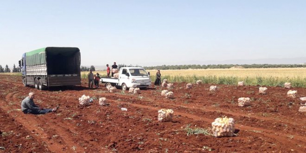 خطة لاستجرار 1500 طن من البطاطا من المزارعين في حماة