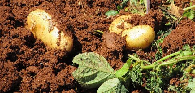 السورية للتجارة بريف دمشق تستجر قريباً البطاطا الموسمية للتخزين