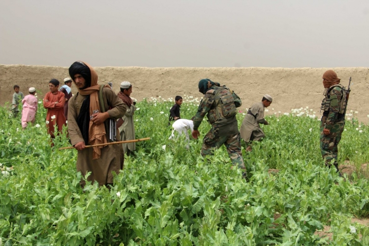 السلطات الأفغانية تدمر 432 فدانا من مزارع الخشخاش وتعتقل 5 من مهربي المخدرات