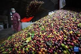 مدينية في الصين تصبح شهيرة بإنتاج القهوة العربية التي تستخدمها شركة نستله