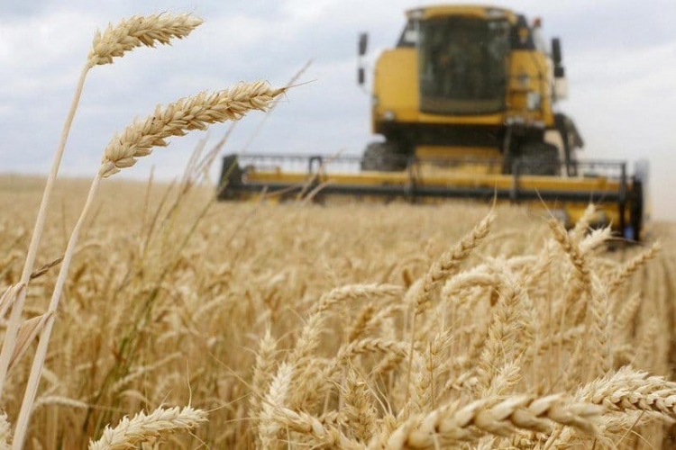 بدء حصاد محصول القمح في 7 محافظات.. أكثر من 17 ألف هكتار قمح و414 ألف هكتار شعير محصودة حتى الآن