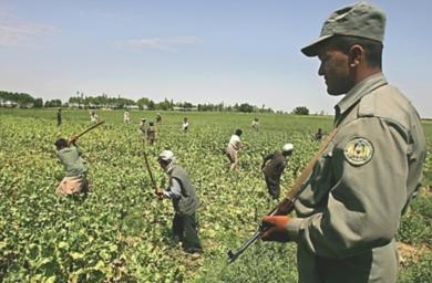 الشرطة الأفغانية تعتقل رجلا بحوزته 77 كيلوغرام من مخدرات الهيروين 