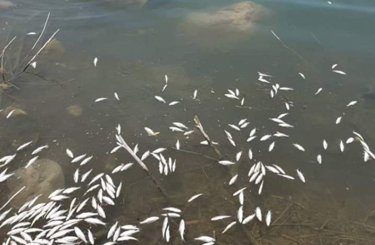 الحرارة العالية تتسبب بنفوق الأسماك في بحيرة 16 تشرين باللاذقية