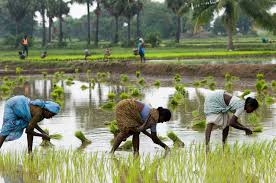 بسبب إمدادات الأرز... خطر محدق بالأمن الغذائي للسكان الأشد فقرا حول العالم