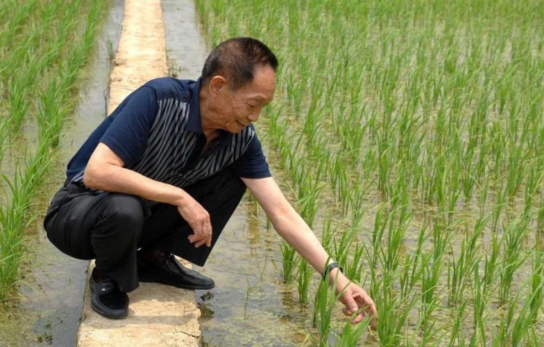 علماء في الصين يكتشفون جينا رئيسياً لزيادة غلة الأرز بنسبة 10بالمئة