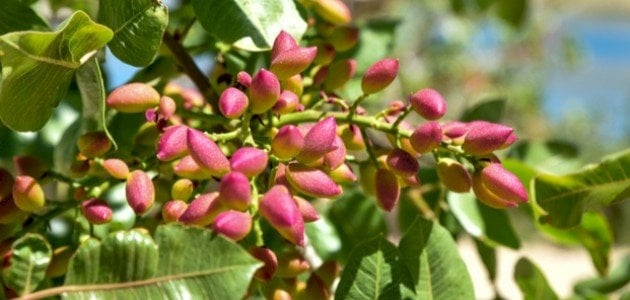 توقعات بإنتاج 46 ألف طن من الفستق الحلبي