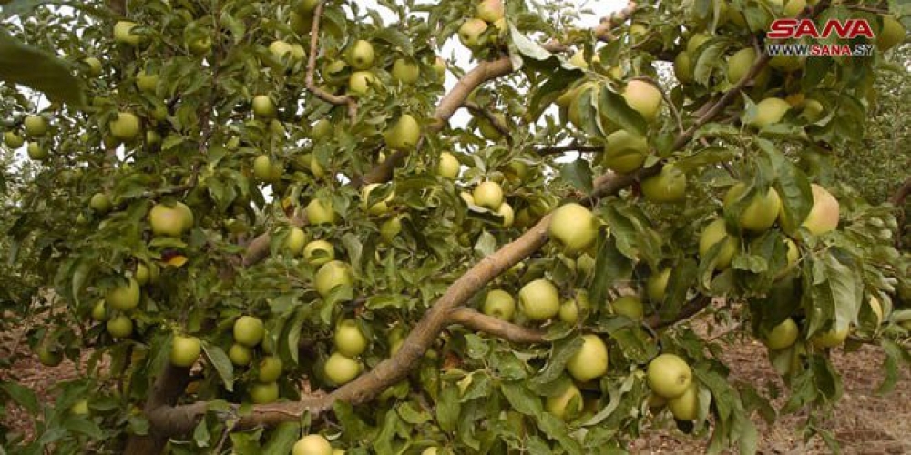 بدء موسم قطاف التفاح في السويداء وتقديرات الإنتاج 42 ألف طن