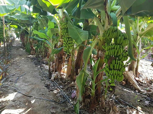زراعة الموز في طرطوس.. أصناف متنوعة ومساحات تتجاوز الألفي دونم