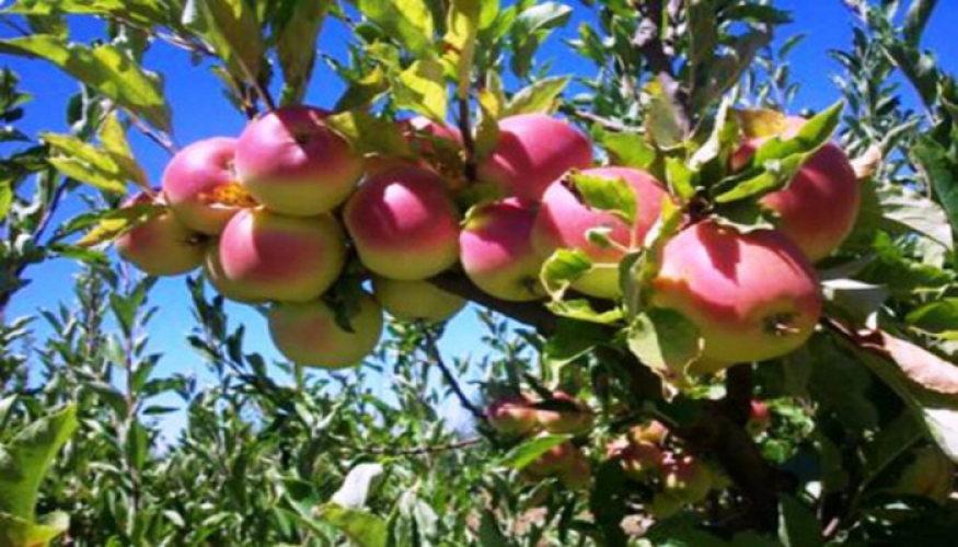 السورية للتجارة بالسويداء تبدأ بصرف أثمان التفاح للمزارعين بالمحافظة