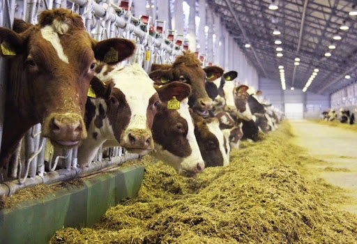 بتكلفة 4 مليارات ليرة... منح إجازة استثمار لمجمع متكامل لتربية الأبقار في السويداء 