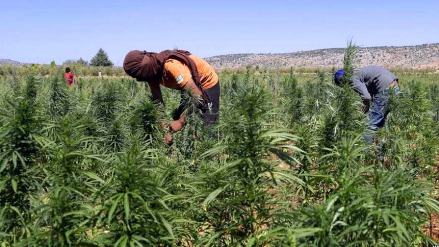 المغرب يضاعف الأراضي المزروعة بـ المخدرات 8 مرات