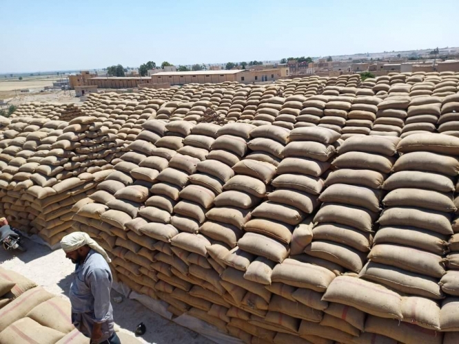تسوق أكثر من 300 ألف طن من القمح ونحو 23 ألف طن شعير حتى الآن