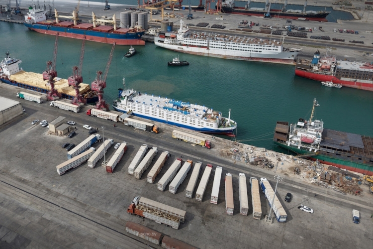 تصدير 11 ألف رأس ماشية عبر مرفأ طرطوس إلى السعودية