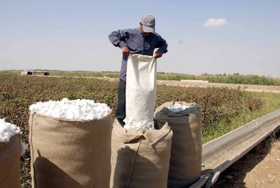 وزارة الزراعة تحدد سعر شراء الكيلوغرام الواحد من ‏محصول القطن المحبوب بـ 85 ليرة سورية 