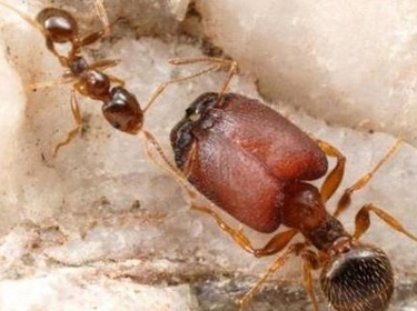 نمل انتحاري يفجر نفسه لحماية سربه من هجوم معاد