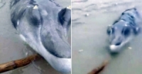 بالفيديو.. مخلوق بحري غريب يثير جدلاً في الصين
