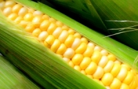 ما لا تعرفه عن فوائد الذرة على الصحة ومعالجة الأمراض
