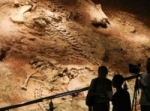 اكتشاف مستحاثات لنوع جديد من الديناصورات في الصين
