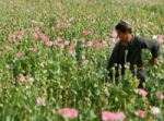  الوقود الأخضر للقضاء على المخدرات في أفغانسان