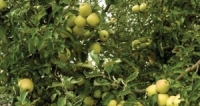 تقرير تفتيشي: مدير يشغل العمال في قطف التفاح وأجورهم من 