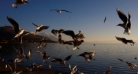 شاهد: مئات الطيور في هولندا تموت بسبب شبكة الإنترنت السريعة