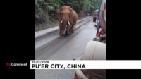 بالفيديو.. فيل يسرق الطعام من شوارع الصين