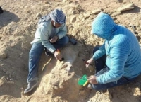 مصر.. العثور على عظام سلحفاة بحرية عمرها 70 مليون سنة
