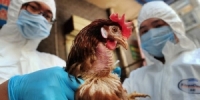 في الهند.. إنفلونزا الطيور تحمي الدجاج من مخالب الجوارح..!؟