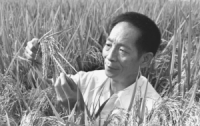 وفاة العالم الصيني يوان لونغ بينغ، والد الأرز الهجين عالي الغلال