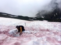 دراسة تكشف سبب ظاهرة الدم الجليدي في جبال الألب