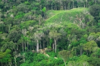 عوضاً عن امتصاصه .. غابات الأمازون تتحول إلى مصدر لثاني أكسيد الكربون