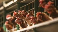بلغاريا.. إعدم 39 ألف دجاجة بسبب تفشي إنفلونزا الطيور