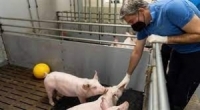 علماء ألمان يعتزمون استنساخ خنازير معدلة وراثياً لتجارب زرع قلب خنزير في إنسان بحلول عام 2025