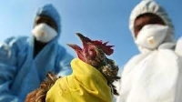 فرنسا تعدم أكثر من 13 مليون من الدواجن في فرنسا بسبب انفلونزا الطيور