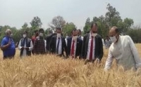مصر تعلن إعتماد الهند كمنشأ جديد لإستيراد القمح